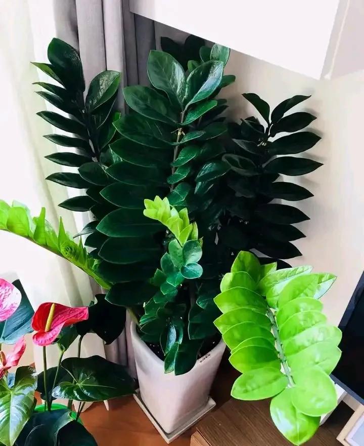 种植物的神仙水,神仙水养什么花最好