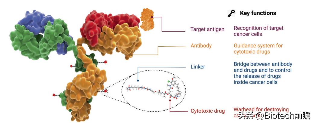 CLDN18.2ADC丨康诺亚与阿斯利康11.88亿美元BD