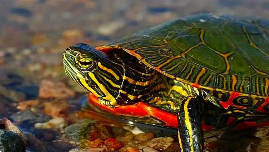 锦龟寓意,锦龟又称什么龟