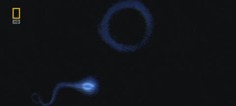 精子的运动能量,精子活动力半数呈直线运动