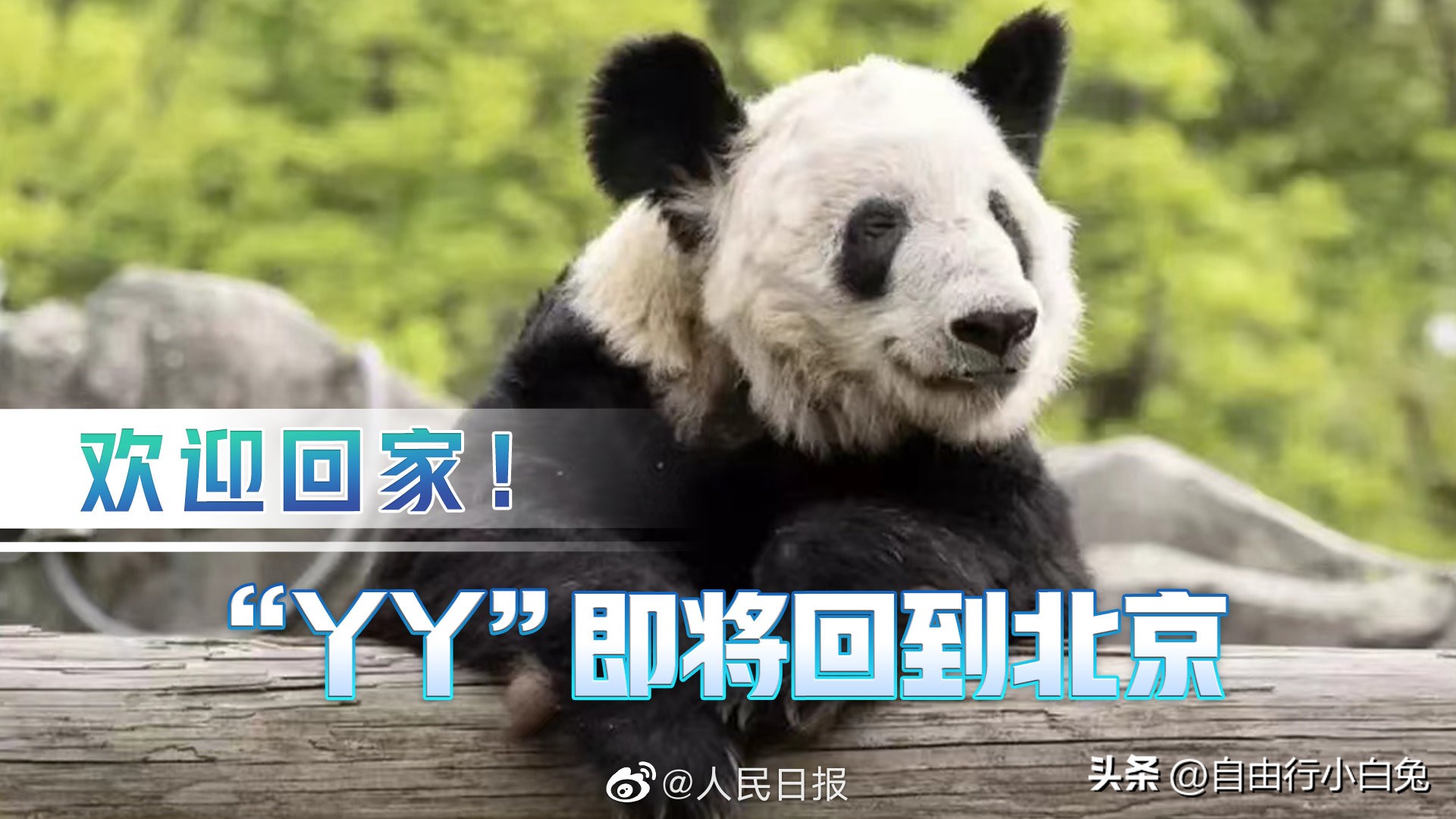 欢迎大熊猫丫丫平安回家,欢迎大熊猫丫丫回家视频