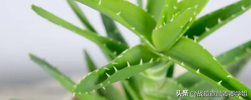 芦荟能直接擦脸吗有毒吗,芦荟能涂皮肤吗