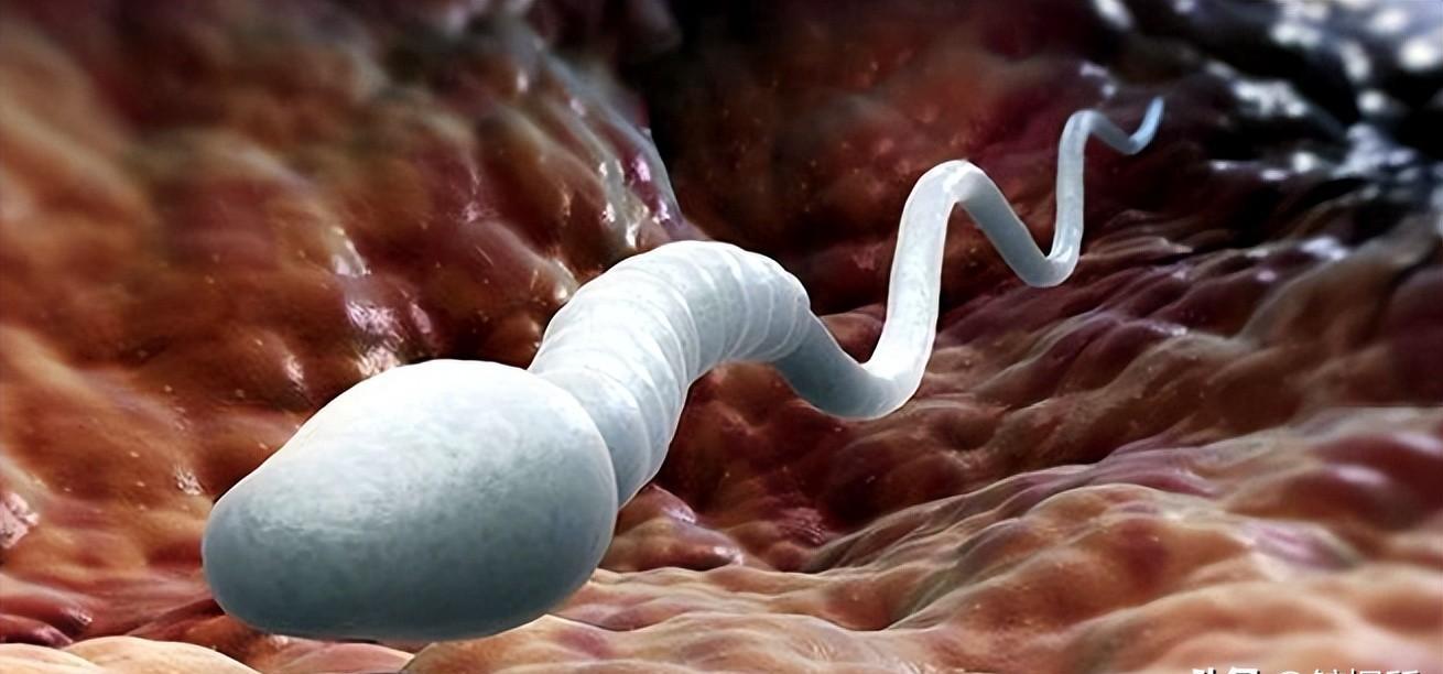 精子的生命力有多强大,精子的8大秘密