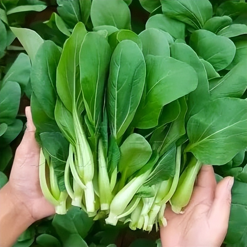 浙江人常吃的蔬菜有哪些,幼儿园常吃的蔬菜有哪些