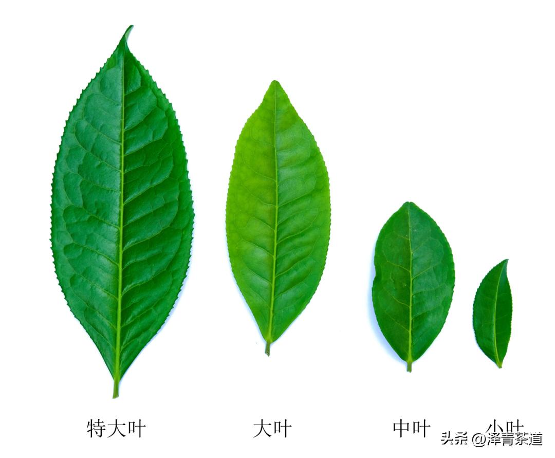 茶树为什么多生“南”而不生“北”？