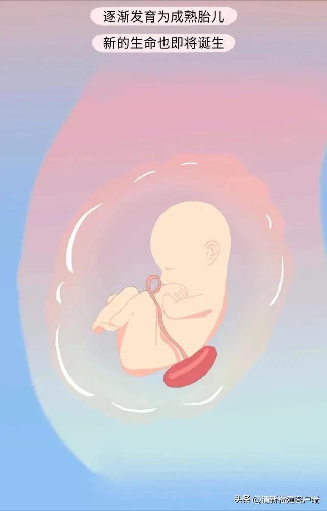 漫画专题丨这就是精子进入女性体内的全过程,太神奇了