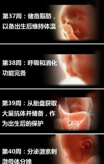 胎宝宝每个月发育全过程图,胎宝宝1到10个月变化过程