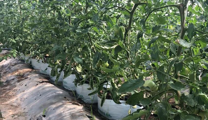 蔬菜重茬总是长不好？换个种植方法，不靠闷棚一样能高产