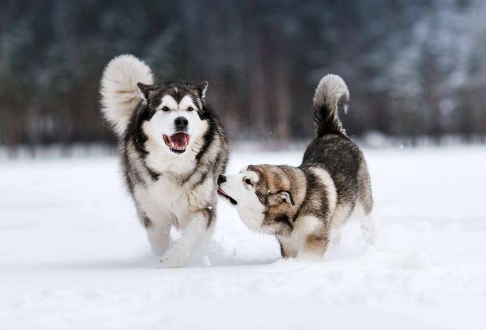 养阿拉斯加的好处,阿拉斯加犬好养吗优缺点有哪些