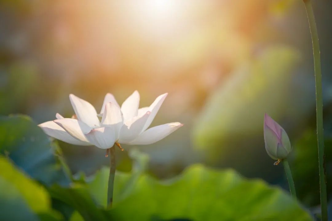 赏花的绝美诗句,赏花最好的十首诗