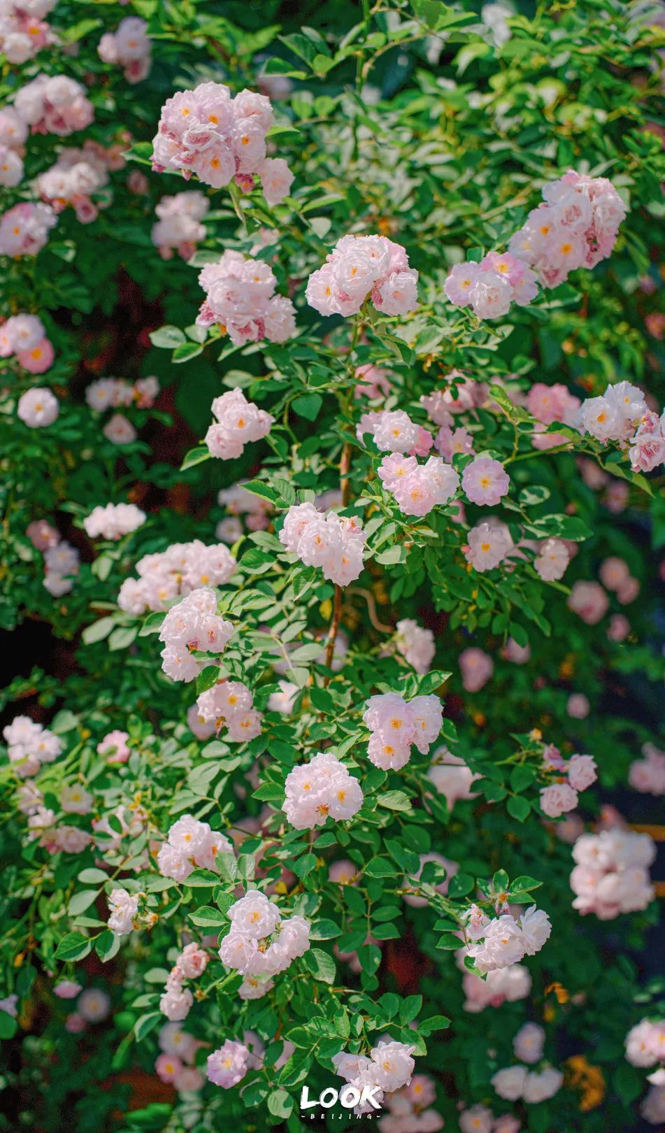 北京居庸关花海栈道,北京四季花海景区