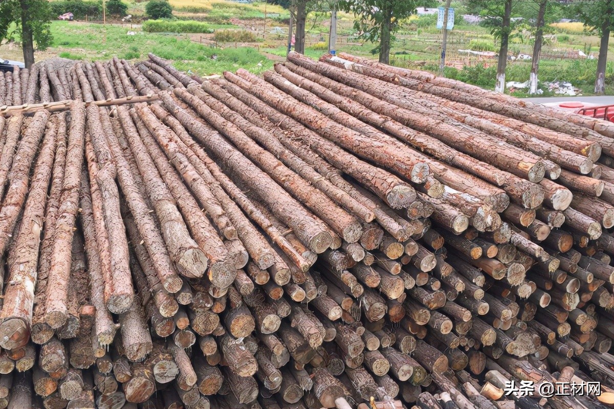 松木打桩到泥土多久会烂,松木木料怎么样