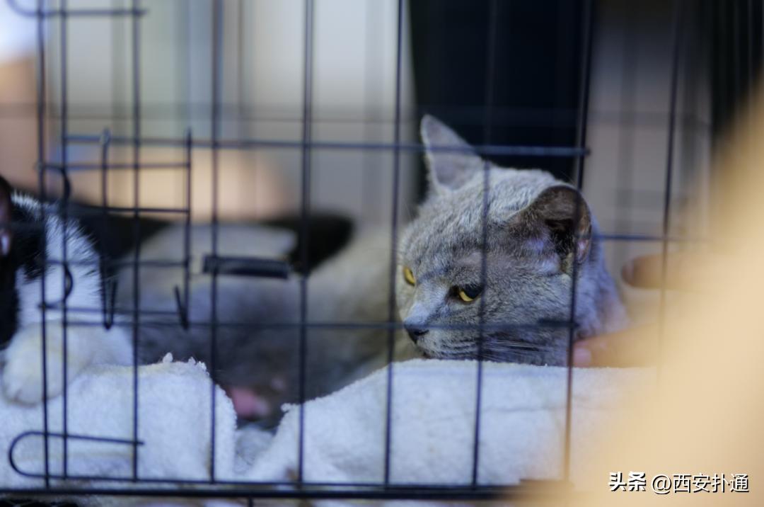 高新大都荟摆摊夜市在哪个位置,高新大都荟摆摊