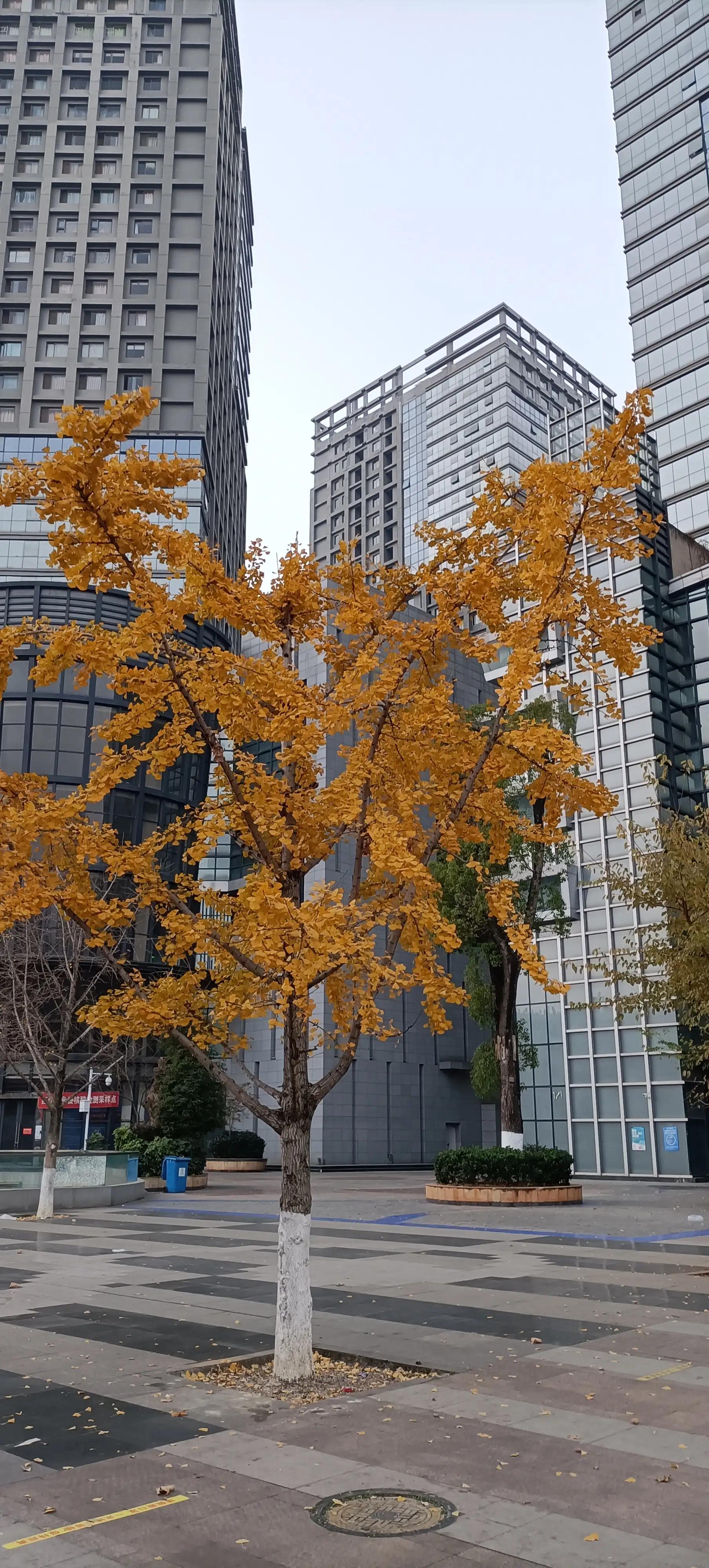 冬日的昆明美如春,这才是昆明四季如春的样子