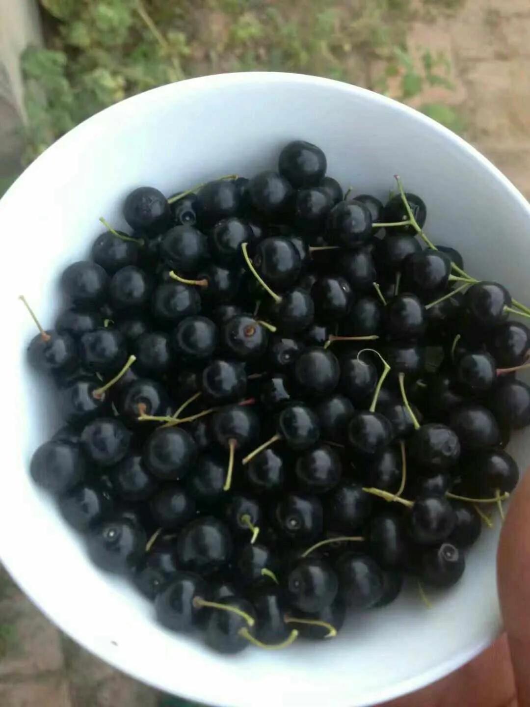 晨露午拾【38】——记忆是那几棵树：臭李子树