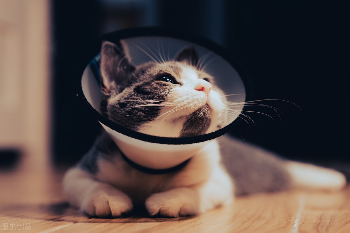 12年养猫经验教你如何治疗猫癣,关于猫癣的诊断与治疗