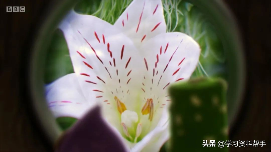 科普动画《TinyWonders小奇迹》，带娃换个角度观察和认知世界！