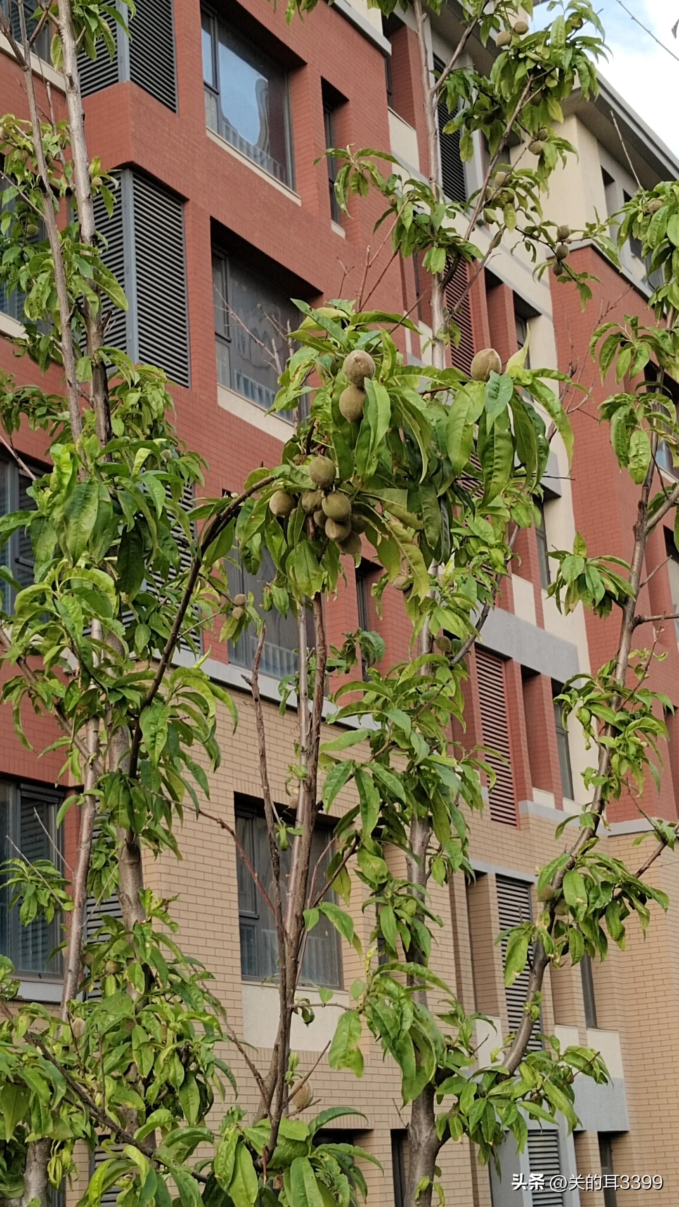 北塘新宜家园,北塘新房板块