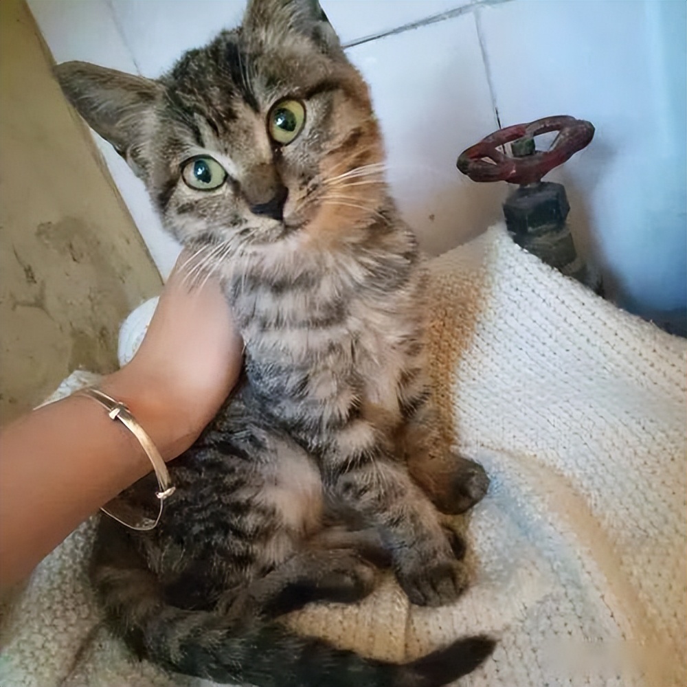 这5种猫堪称白眼狼养了也白养,新手最容易养的5种猫