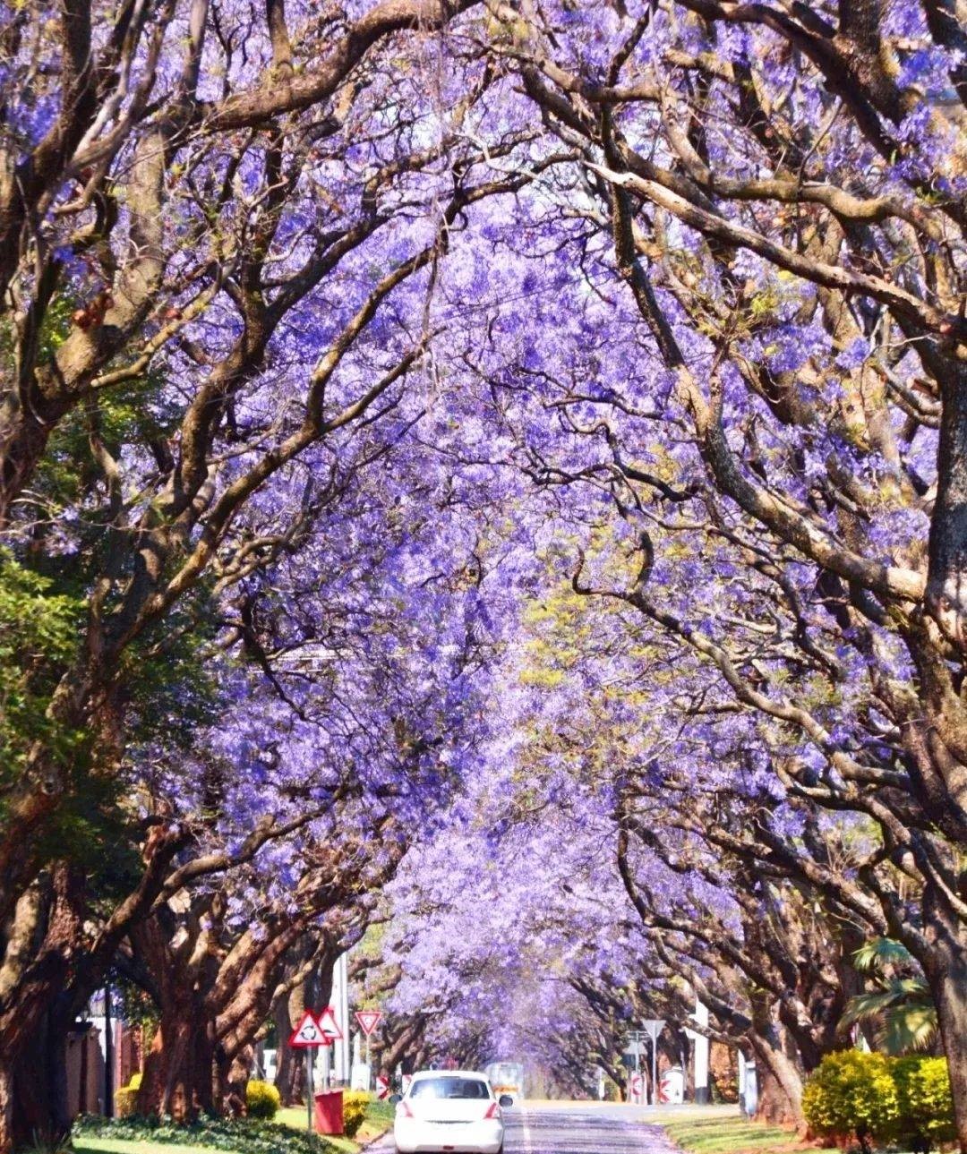 昆明蓝花楹最佳观赏期,颜值爆表昆明十大蓝花楹打卡指南