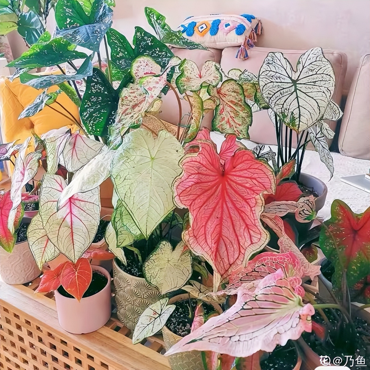 适合养在客厅好养活的绿植,十大最好养的客厅大绿植