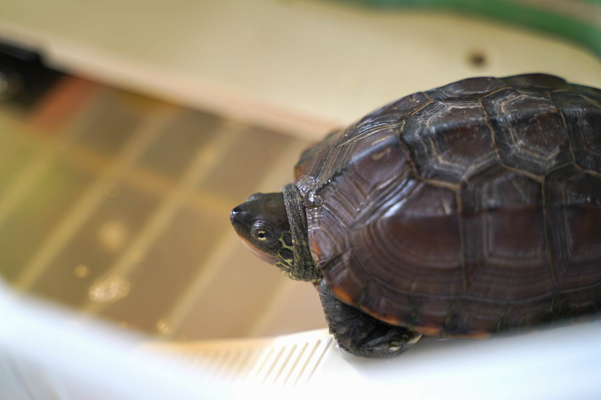 爬行动物世界动物园,世界爬行动物图鉴最新