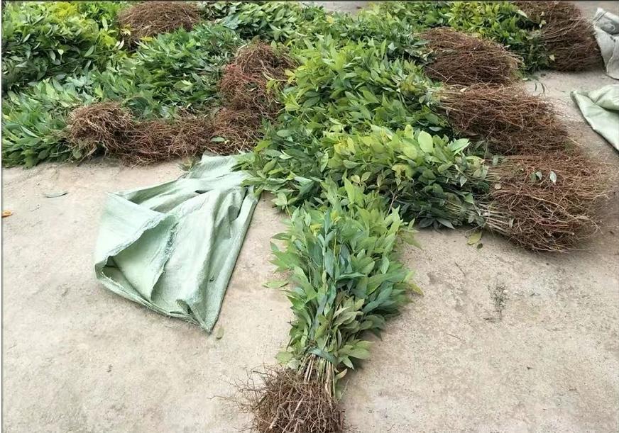 一棵树价值十亿,金丝楠木是最贵的树木吗