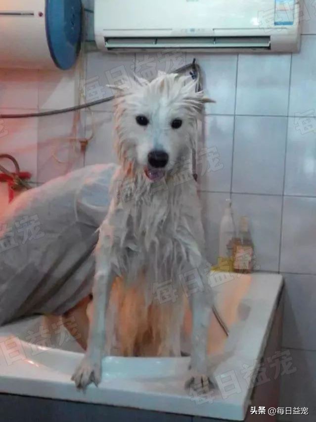 流浪萨摩耶遇到家养萨摩耶原视频,肉狗萨摩耶