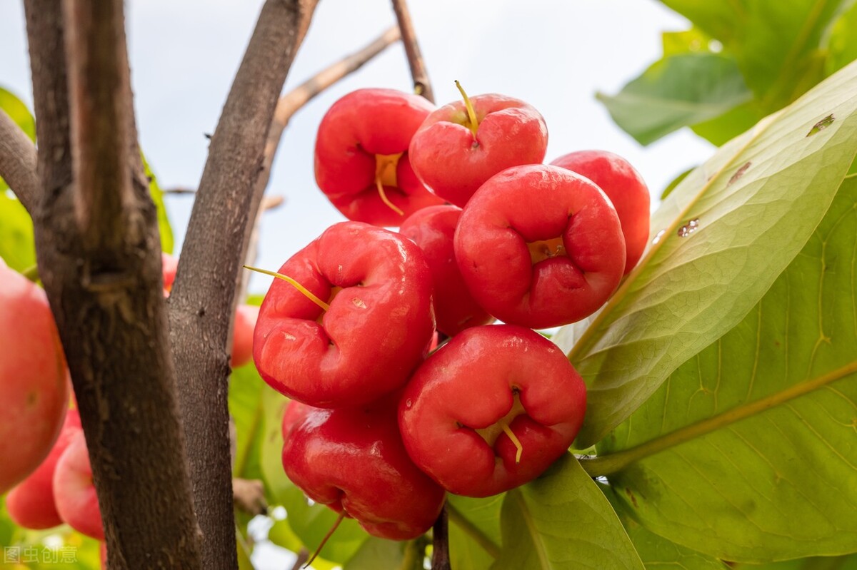 盘点几大难吃水果,盘点全球最难吃的15大水果