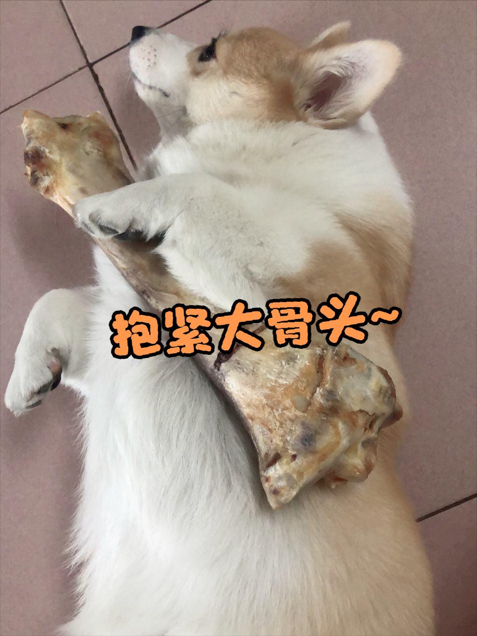 养柯基须知新手必看,养柯基需要戒掉哪些事情