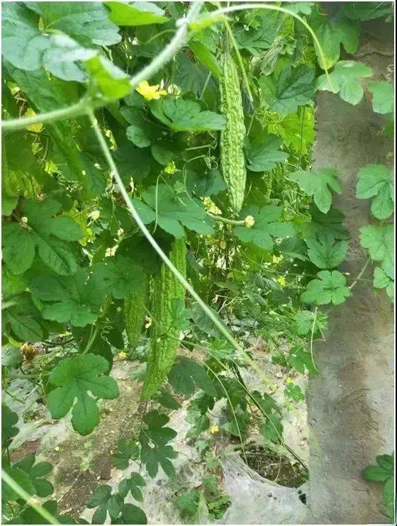 自然地亿利健让老棚重焕生机