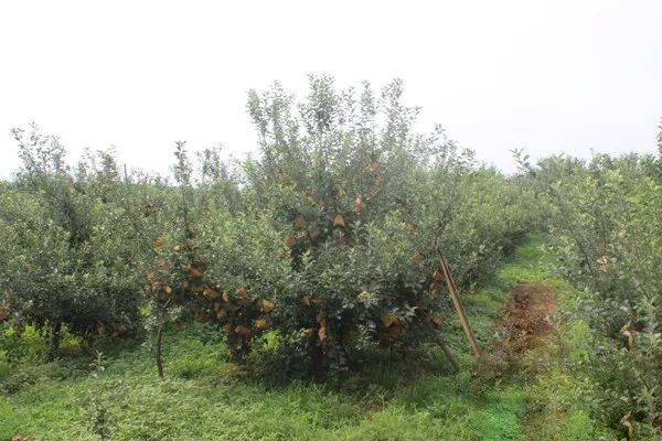 苹果树施氮肥最佳时间,苹果树施氮肥的作用