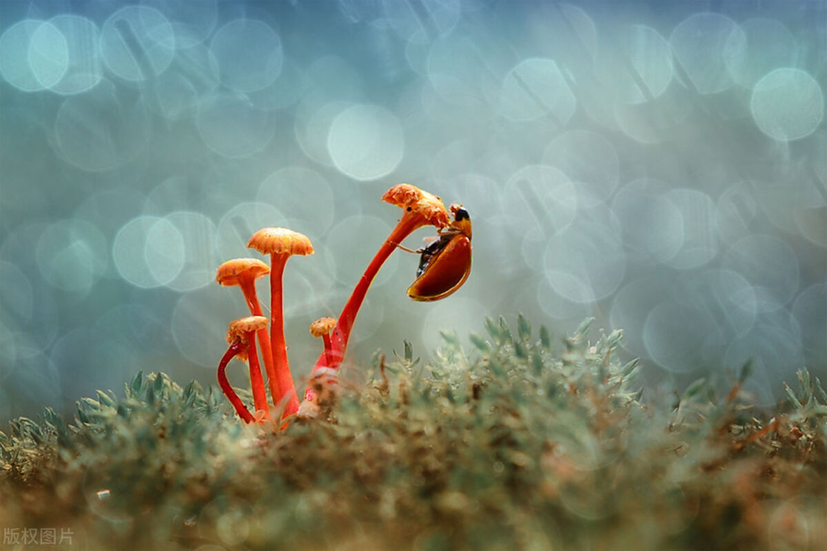 什么是生物与环境组成的生态系统,一个生态系统中起决定作用的生物