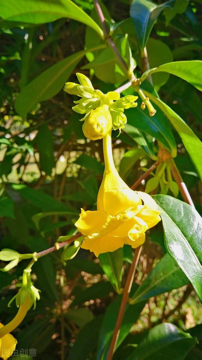 一花一深爱，花海美蓝天，花艳醉*光春**，花笑荡柔情，人间如仙境