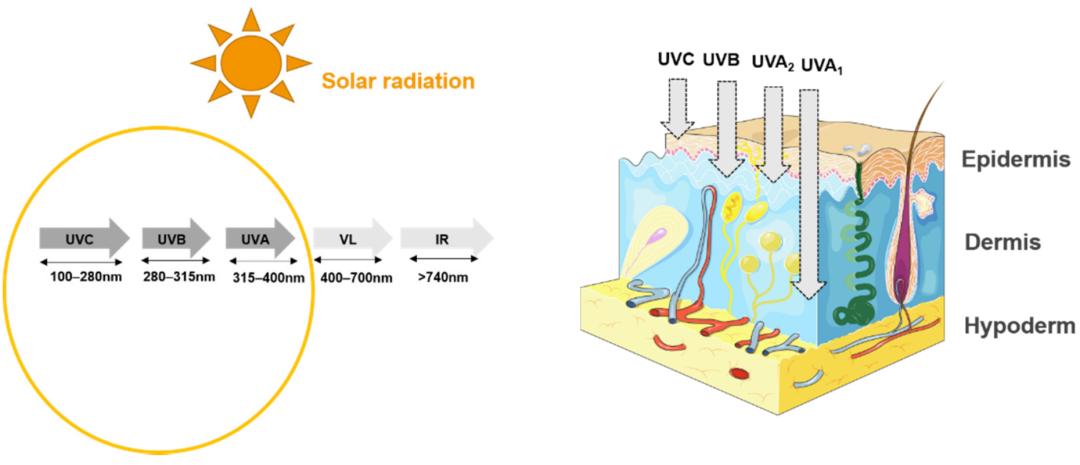 抗氧成分防晒,抗氧的防晒成分有哪些