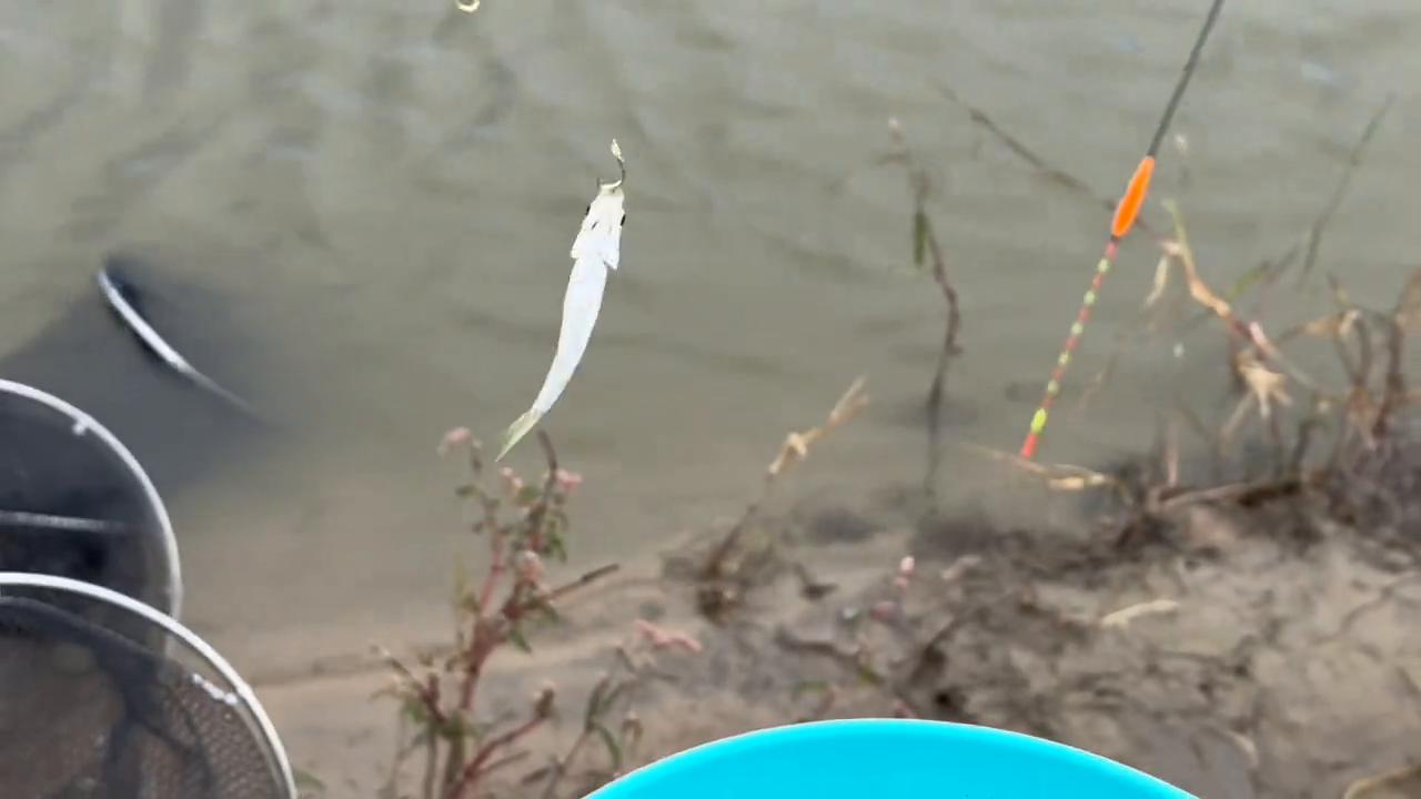 甩竿小仙女最火视频,甩竿小仙女图