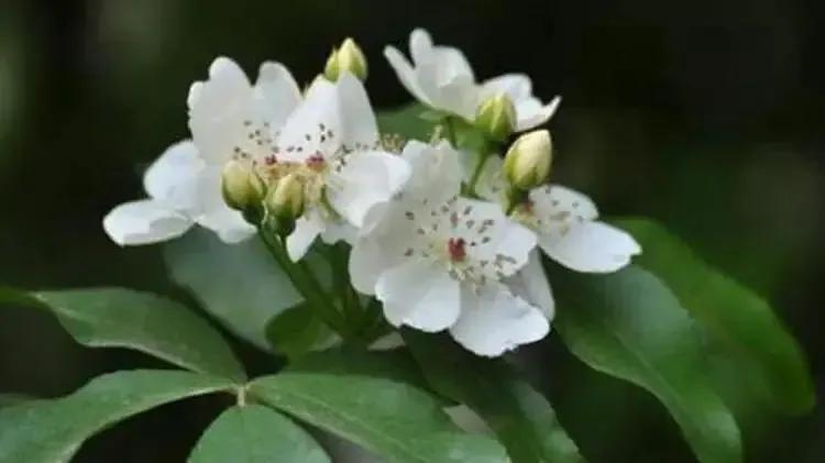 花开到荼蘼的诗句,花开荼蘼花事了诗句