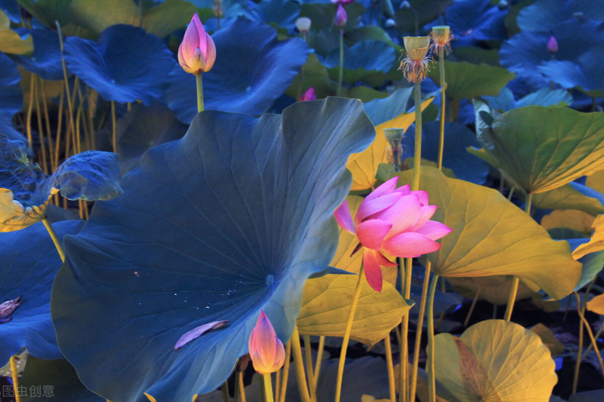 荷花图片禅意荷花,最美意境荷花图片大全