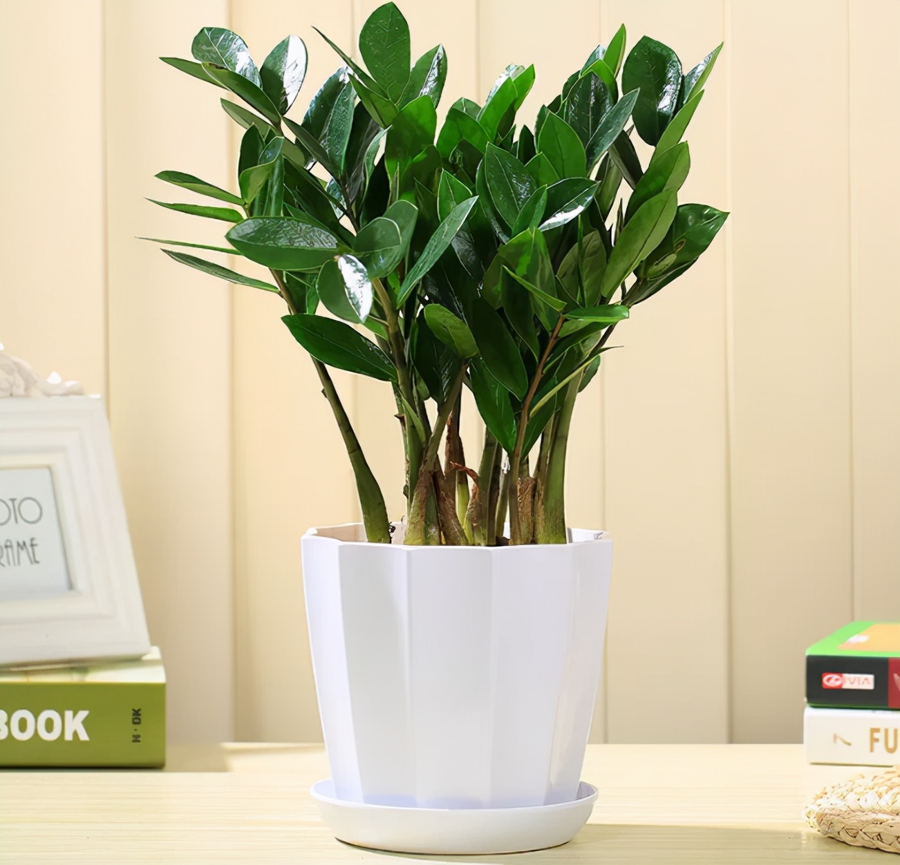 十种净化空气的绿化树,四季好养的吉祥树