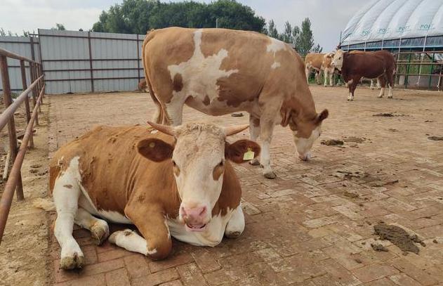 母牛繁育方法和技巧,母牛的饲养与繁育方法