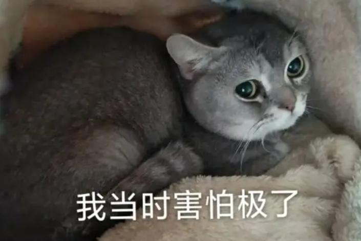 便便臭由哪些消化器官导致的,便便气味较重需注意什么