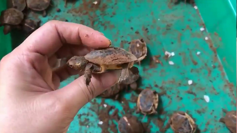 黄缘龟三年90克能分辨出公母吗,三年左右黄缘龟公母怎么区分