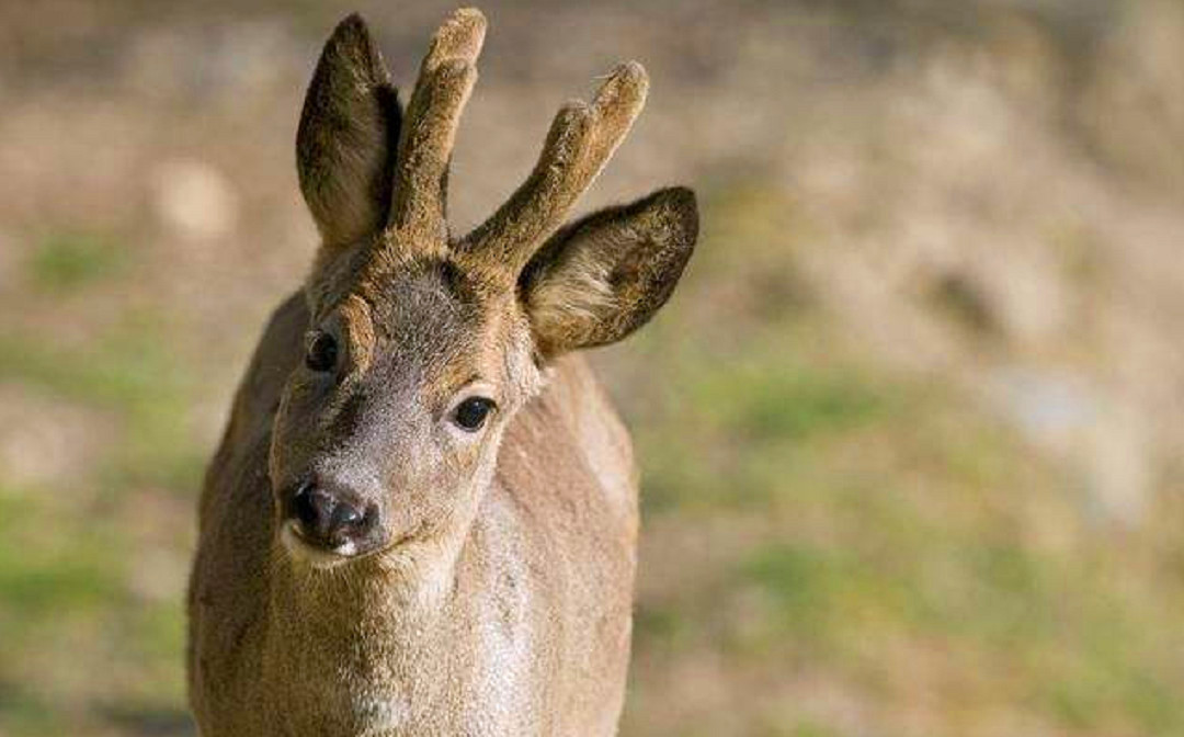 吉林一男子捡到梅花鹿,吉林男子野外捡鹿