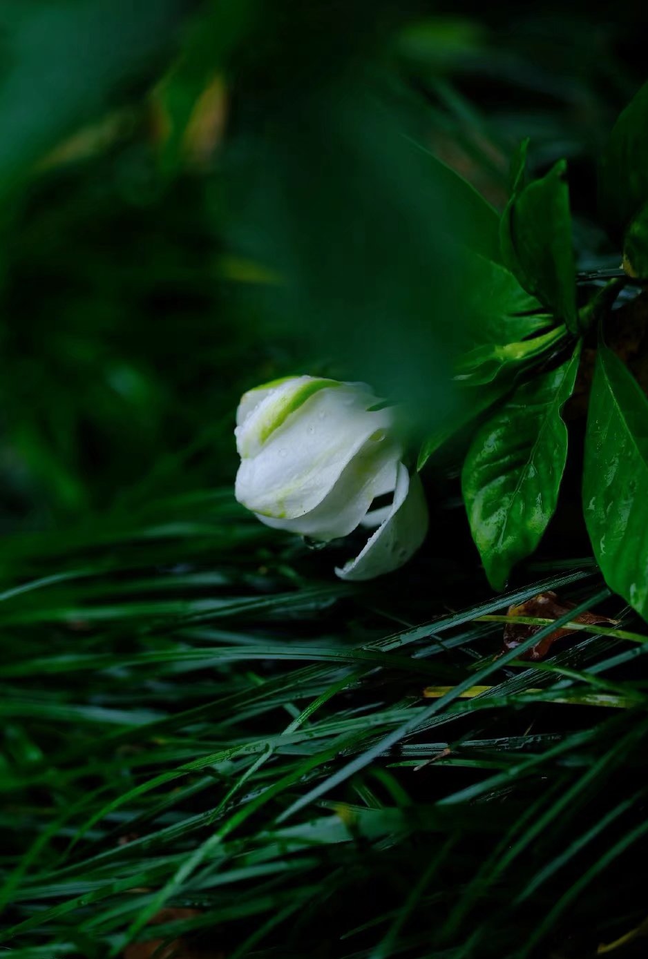 幸福相伴每一位热爱生活的人散文,写给幸福的经典散文