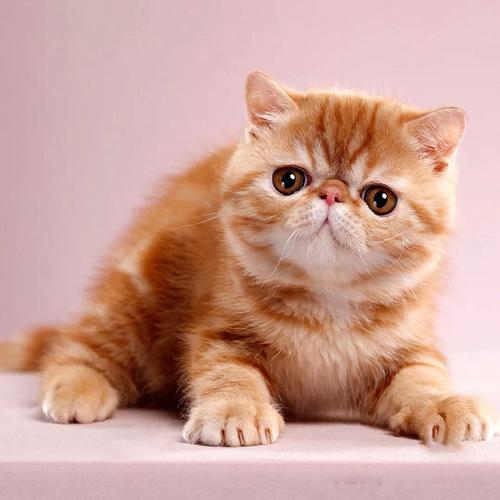 加菲猫屁屁总是带便便,加菲猫的便便什么样