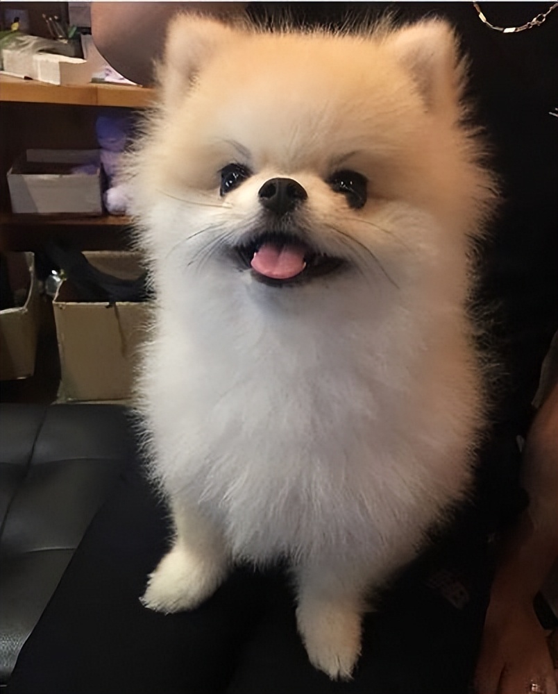 养狗首选这7种狗不贵又好养,养狗狗新手入门必知