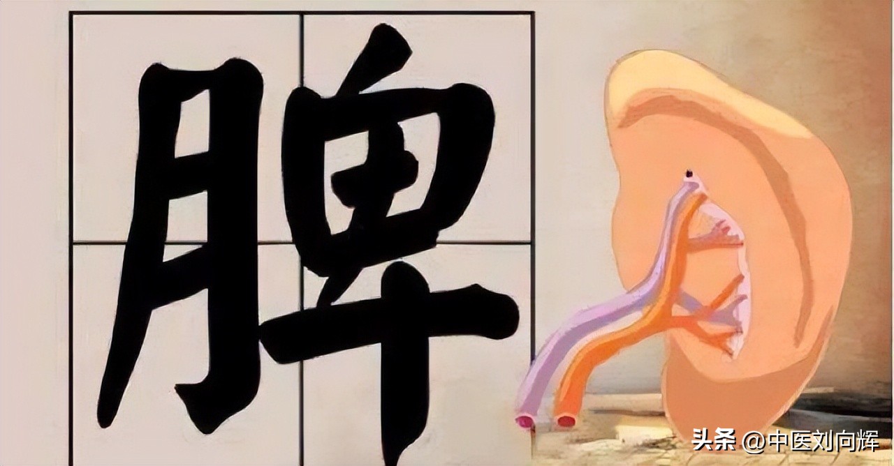 脾湿小便少怎么办,脾湿热大便干燥怎么办