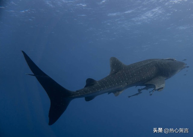 动漫四大名著中最强的是谁,动漫解析中国三大名著是哪些