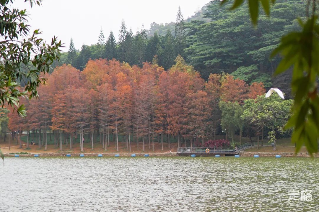 深圳地铁可以直接去的免费景点,深圳免费地铁直达景点12号线
