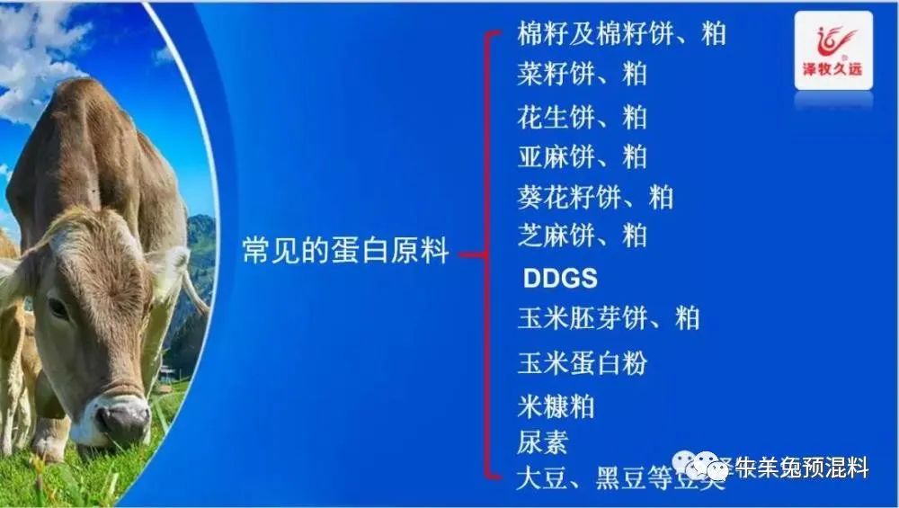 养牛花生饼可以替代豆粕吗,豆粕上涨为何如此疯狂